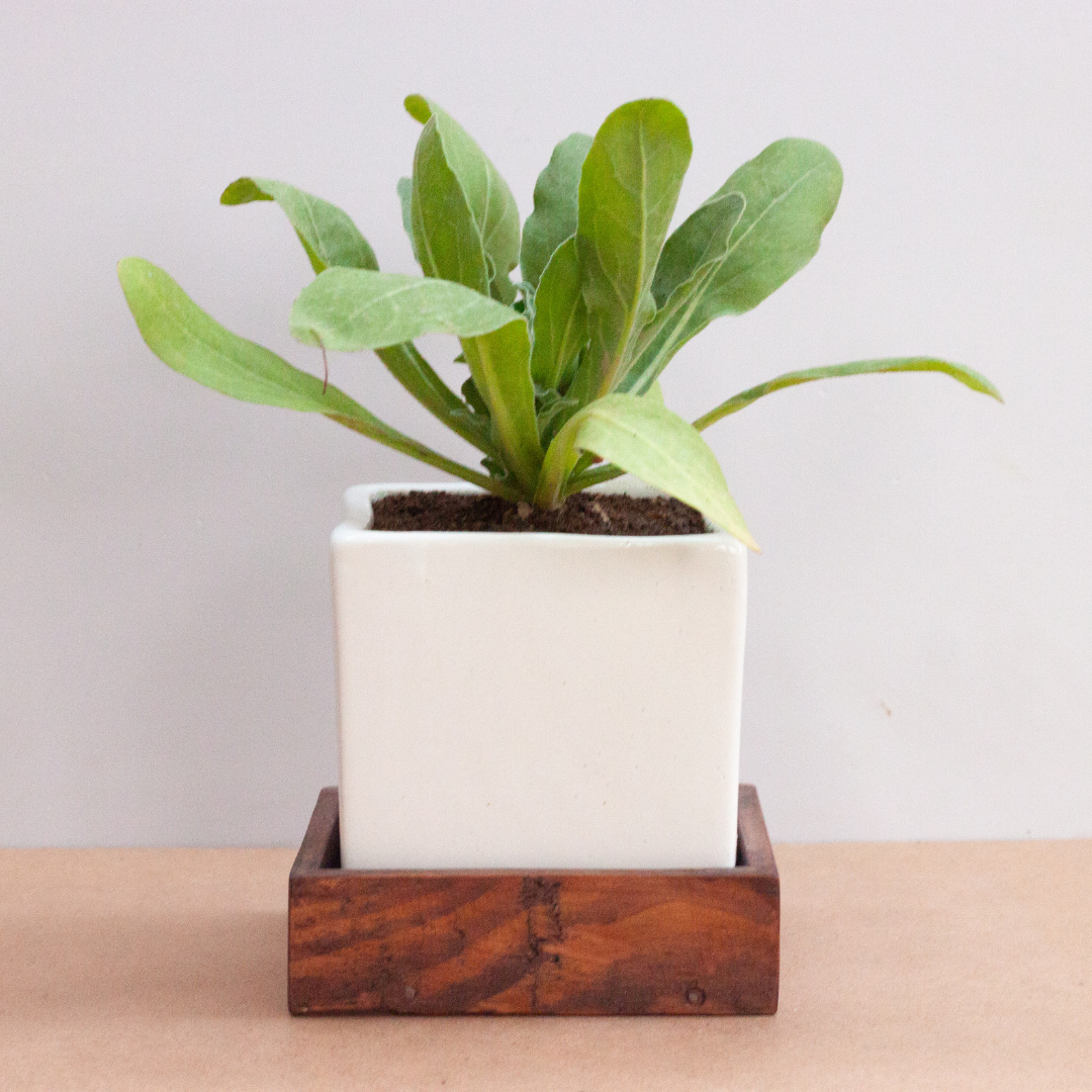 Pie Table Top Planter Brown Holder With White Square Planter Image 1