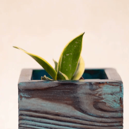 Happy Blue Solid Wood Planter For Table Top Image 2