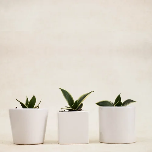 Set of Three Ceramic Planters For Table Top Image 4