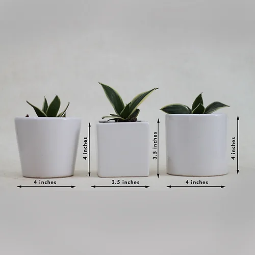 Set of Three Ceramic Planters For Table Top Image 5