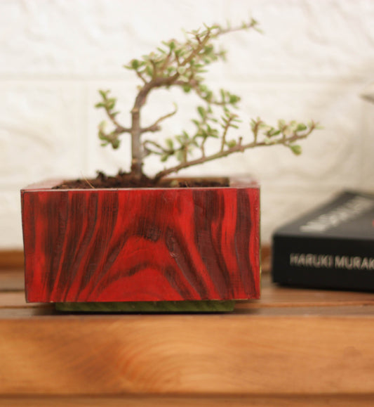 Red Solid Wood Planter For Bonsai and Indoor Plants Image 1