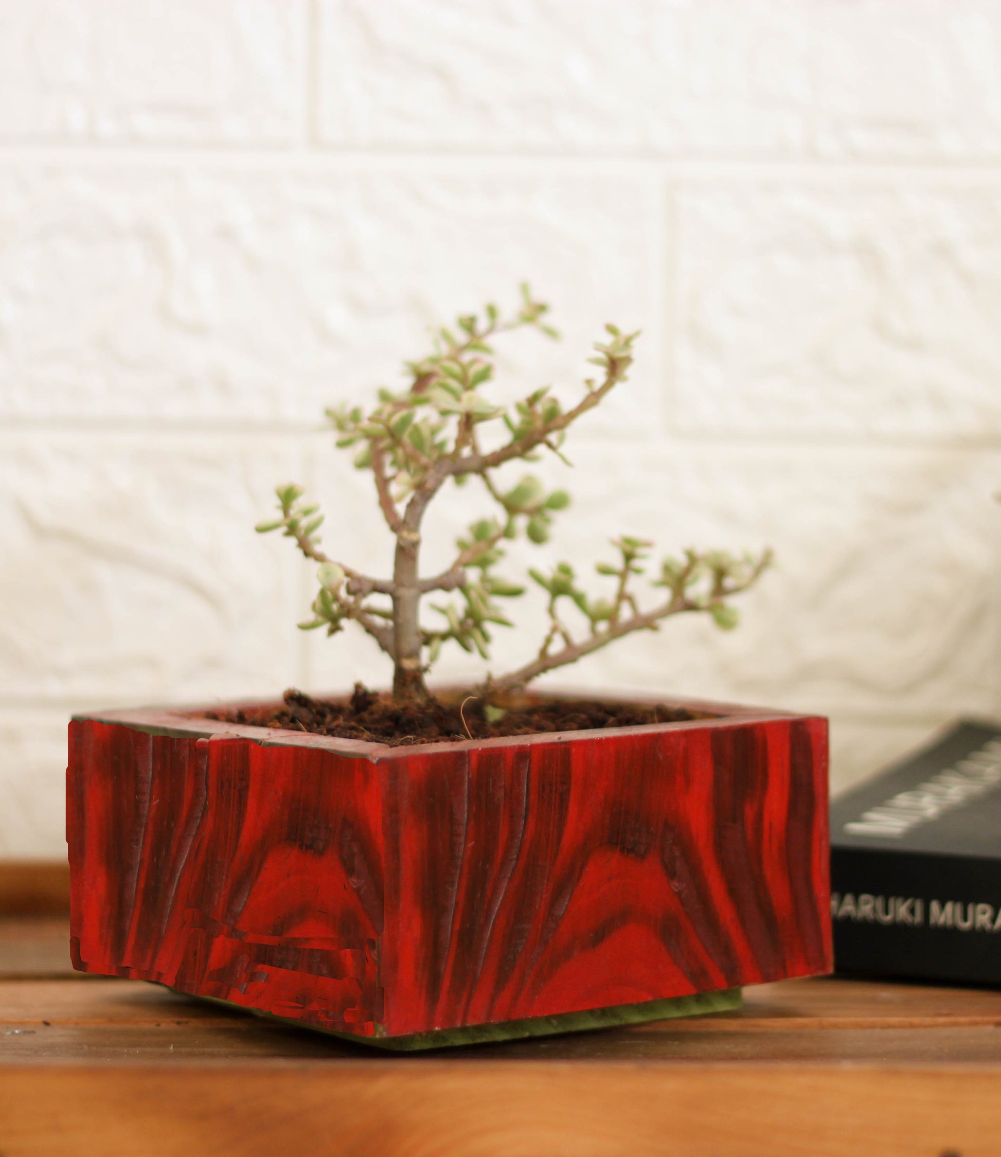 Red Solid Wood Planter For Bonsai and Indoor Plants Image 2