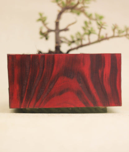 Red Solid Wood Planter For Bonsai and Indoor Plants Image 3